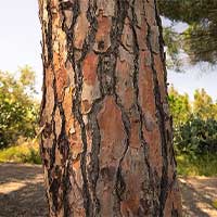 Pine Bark Extract